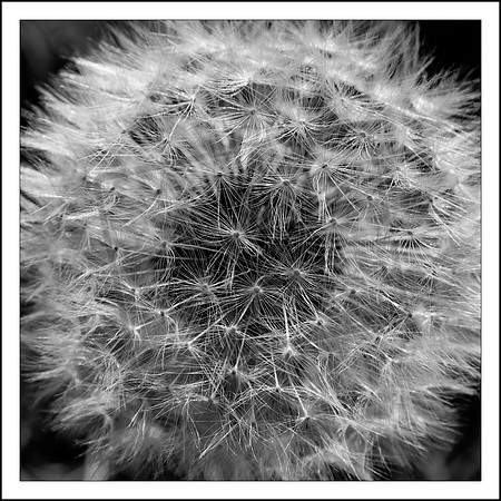 Dandelion 2