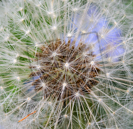 Dandelion